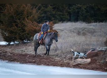 American Quarter Horse, Wallach, 4 Jahre, 152 cm, Roan-Blue