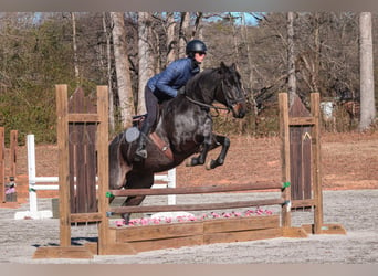 American Quarter Horse, Wallach, 4 Jahre, 152 cm, Roan-Blue