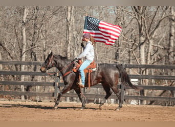 American Quarter Horse, Wallach, 4 Jahre, 152 cm, Roan-Blue