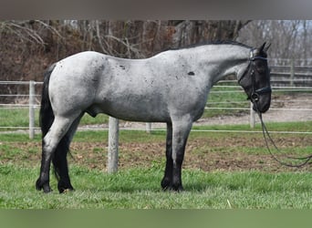 American Quarter Horse Mix, Wallach, 4 Jahre, 152 cm, Roan-Blue