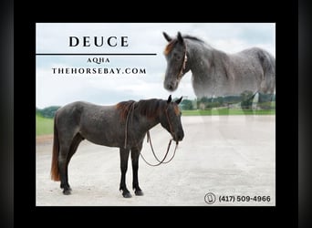 American Quarter Horse, Wallach, 4 Jahre, 152 cm, Roan-Blue