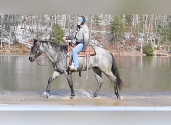 American Quarter Horse, Wallach, 4 Jahre, 152 cm, Roan-Blue