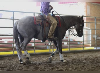 American Quarter Horse, Wallach, 4 Jahre, 152 cm, Roan-Red
