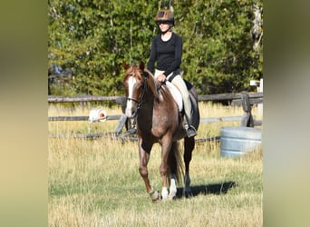 American Quarter Horse, Wallach, 4 Jahre, 152 cm, Roan-Red