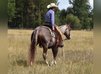 American Quarter Horse, Wallach, 4 Jahre, 152 cm, Roan-Red
