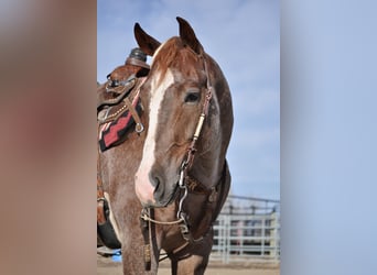 American Quarter Horse, Wallach, 4 Jahre, 152 cm, Roan-Red