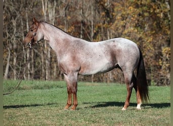 American Quarter Horse, Wallach, 4 Jahre, 152 cm, Roan-Red