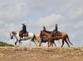 American Quarter Horse, Wallach, 4 Jahre, 152 cm, Roan-Red