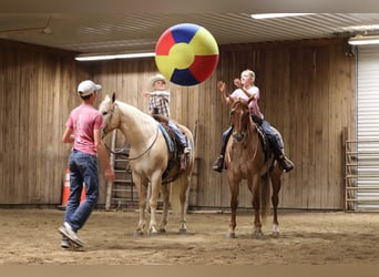 American Quarter Horse, Wallach, 4 Jahre, 152 cm, Roan-Red