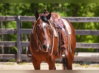 American Quarter Horse, Wallach, 4 Jahre, 152 cm, Rotbrauner