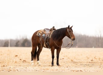American Quarter Horse, Wallach, 4 Jahre, 152 cm, Rotbrauner