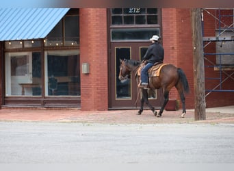 American Quarter Horse, Wallach, 4 Jahre, 152 cm, Rotbrauner