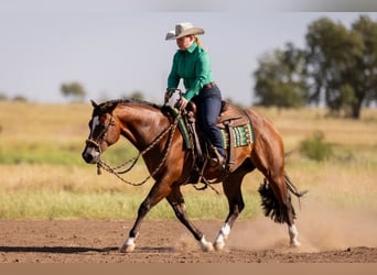 American Quarter Horse, Wallach, 4 Jahre, 152 cm, Rotbrauner