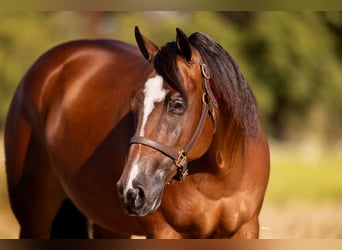 American Quarter Horse, Wallach, 4 Jahre, 152 cm, Rotbrauner