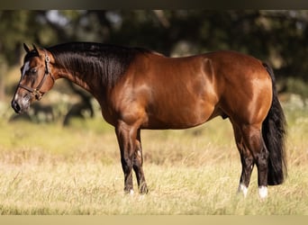 American Quarter Horse, Wallach, 4 Jahre, 152 cm, Rotbrauner