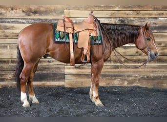American Quarter Horse, Wallach, 4 Jahre, 152 cm, Rotfuchs