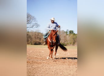 American Quarter Horse, Wallach, 4 Jahre, 152 cm, Rotfuchs