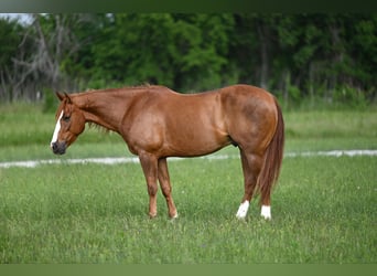 American Quarter Horse, Wallach, 4 Jahre, 152 cm, Rotfuchs
