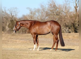 American Quarter Horse, Wallach, 4 Jahre, 152 cm, Rotfuchs