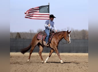 American Quarter Horse, Wallach, 4 Jahre, 152 cm, Rotfuchs