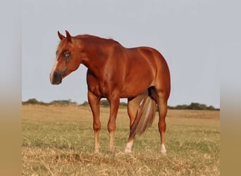 American Quarter Horse, Wallach, 4 Jahre, 152 cm, Rotfuchs
