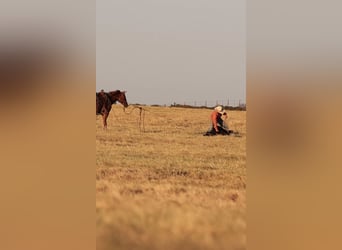 American Quarter Horse, Wallach, 4 Jahre, 152 cm, Rotfuchs
