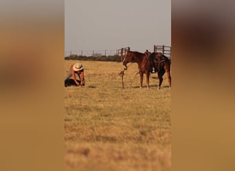 American Quarter Horse, Wallach, 4 Jahre, 152 cm, Rotfuchs
