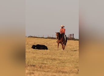 American Quarter Horse, Wallach, 4 Jahre, 152 cm, Rotfuchs