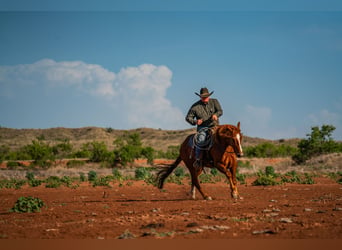 American Quarter Horse, Wallach, 4 Jahre, 152 cm, Rotfuchs