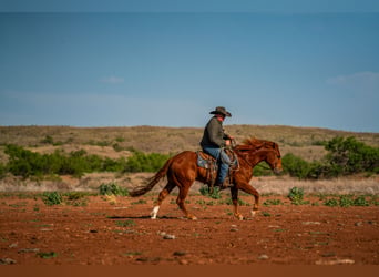 American Quarter Horse, Wallach, 4 Jahre, 152 cm, Rotfuchs