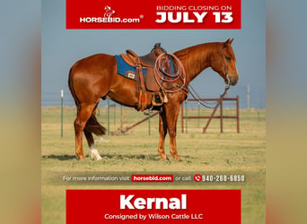 American Quarter Horse, Wallach, 4 Jahre, 152 cm, Rotfuchs