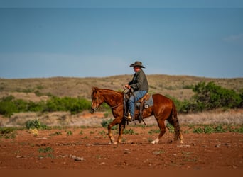 American Quarter Horse, Wallach, 4 Jahre, 152 cm, Rotfuchs