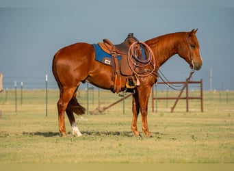 American Quarter Horse, Wallach, 4 Jahre, 152 cm, Rotfuchs