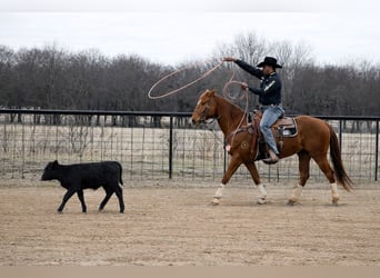 American Quarter Horse, Wallach, 4 Jahre, 152 cm, Rotfuchs