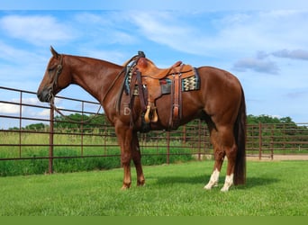 American Quarter Horse, Wallach, 4 Jahre, 152 cm, Rotfuchs