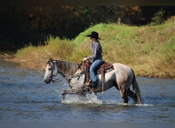 American Quarter Horse, Wallach, 4 Jahre, 152 cm, Schimmel
