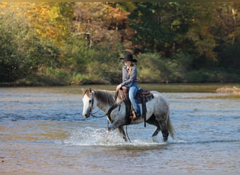 American Quarter Horse, Wallach, 4 Jahre, 152 cm, Schimmel
