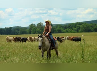 American Quarter Horse, Wallach, 4 Jahre, 152 cm, Schimmel