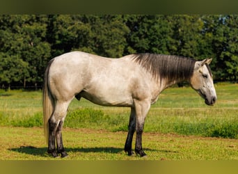 American Quarter Horse, Wallach, 4 Jahre, 152 cm, Schimmel