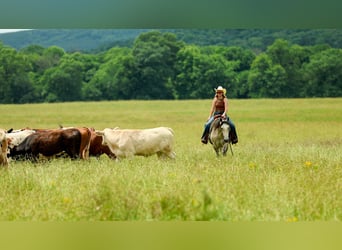 American Quarter Horse, Wallach, 4 Jahre, 152 cm, Schimmel