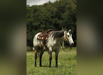 American Quarter Horse, Wallach, 4 Jahre, 152 cm, Schimmel