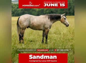 American Quarter Horse, Wallach, 4 Jahre, 152 cm, Schimmel
