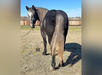 American Quarter Horse, Wallach, 4 Jahre, 152 cm, Schimmel