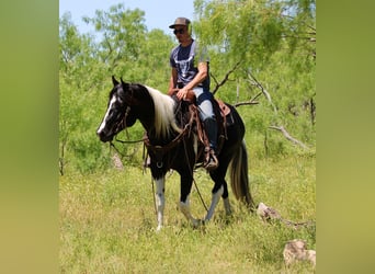 American Quarter Horse, Wallach, 4 Jahre, 152 cm, Tobiano-alle-Farben