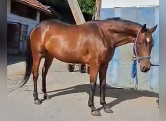 American Quarter Horse, Wallach, 4 Jahre, 153 cm, Brauner