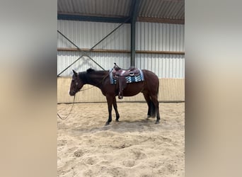 American Quarter Horse, Wallach, 4 Jahre, 153 cm, Brauner