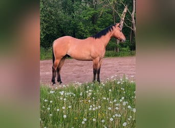 American Quarter Horse, Wallach, 4 Jahre, 153 cm, Falbe