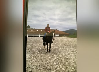 American Quarter Horse, Wallach, 4 Jahre, 153 cm, Fuchs