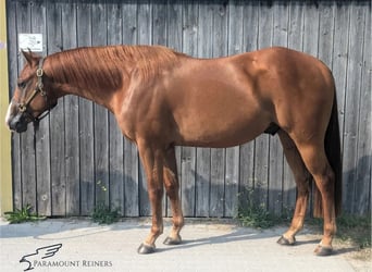 American Quarter Horse, Wallach, 4 Jahre, 153 cm, Fuchs