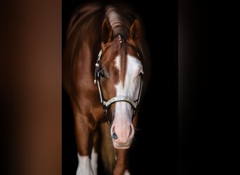 American Quarter Horse, Wallach, 4 Jahre, 153 cm, Fuchs